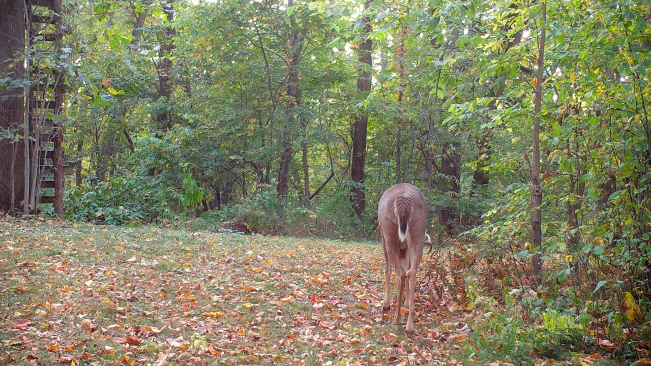 Whitetail Deer - 8-point buck quietly grazing along a game trail in the timber in the Midwest in the Fall; concepts of nature, game camera, wildlife and hunting