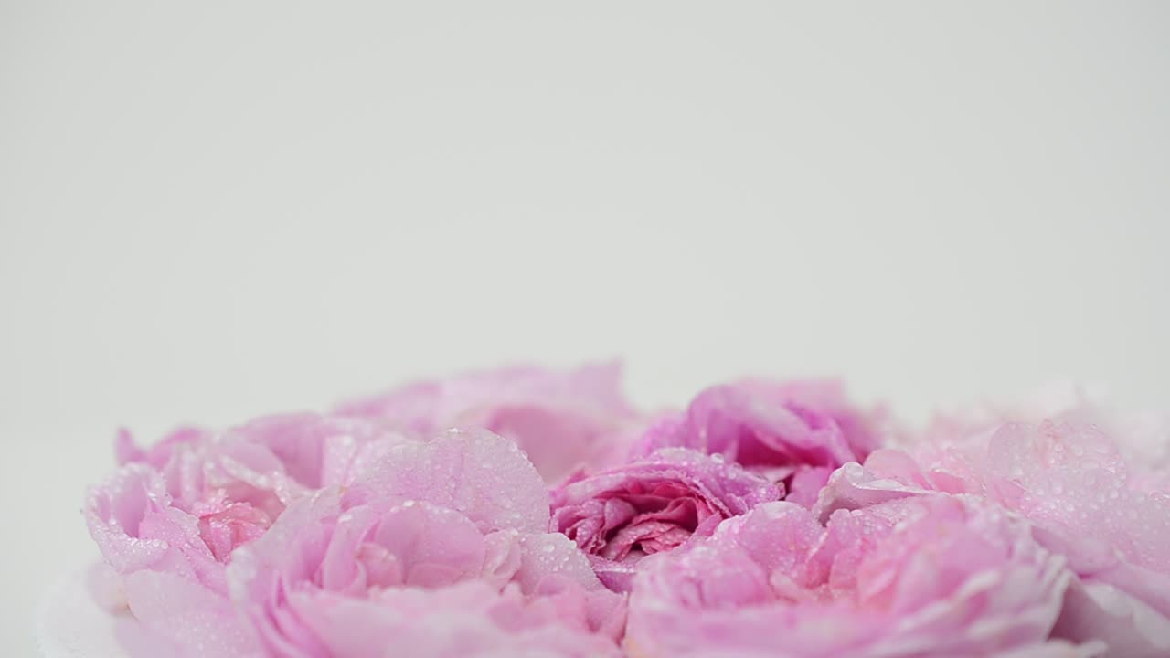 Rosa-chá em fundo branco. Fotografia em movimento.