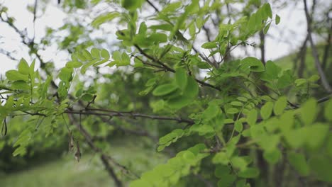 tomas panorámicas lentas de un árbol con sus hermosas hojas