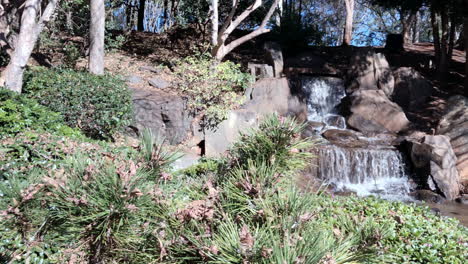 Tilt-Shot-Scharfer-Fokus-Von-Brennnesselbaum-Auf-Wasserfall-Im-Hintergrund,-Ju-Raku-En-Japanese-Garden,-Toowoomba,-Australien