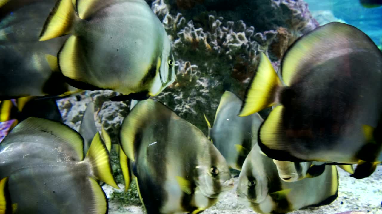 peces mariposa peces tropicales de cerca