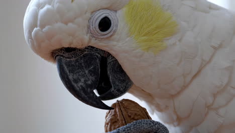 close-up of a cockatoo with a walnut