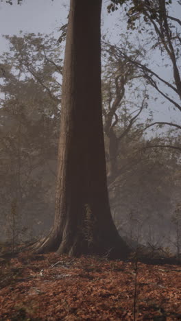 forest with fog and sunbeams