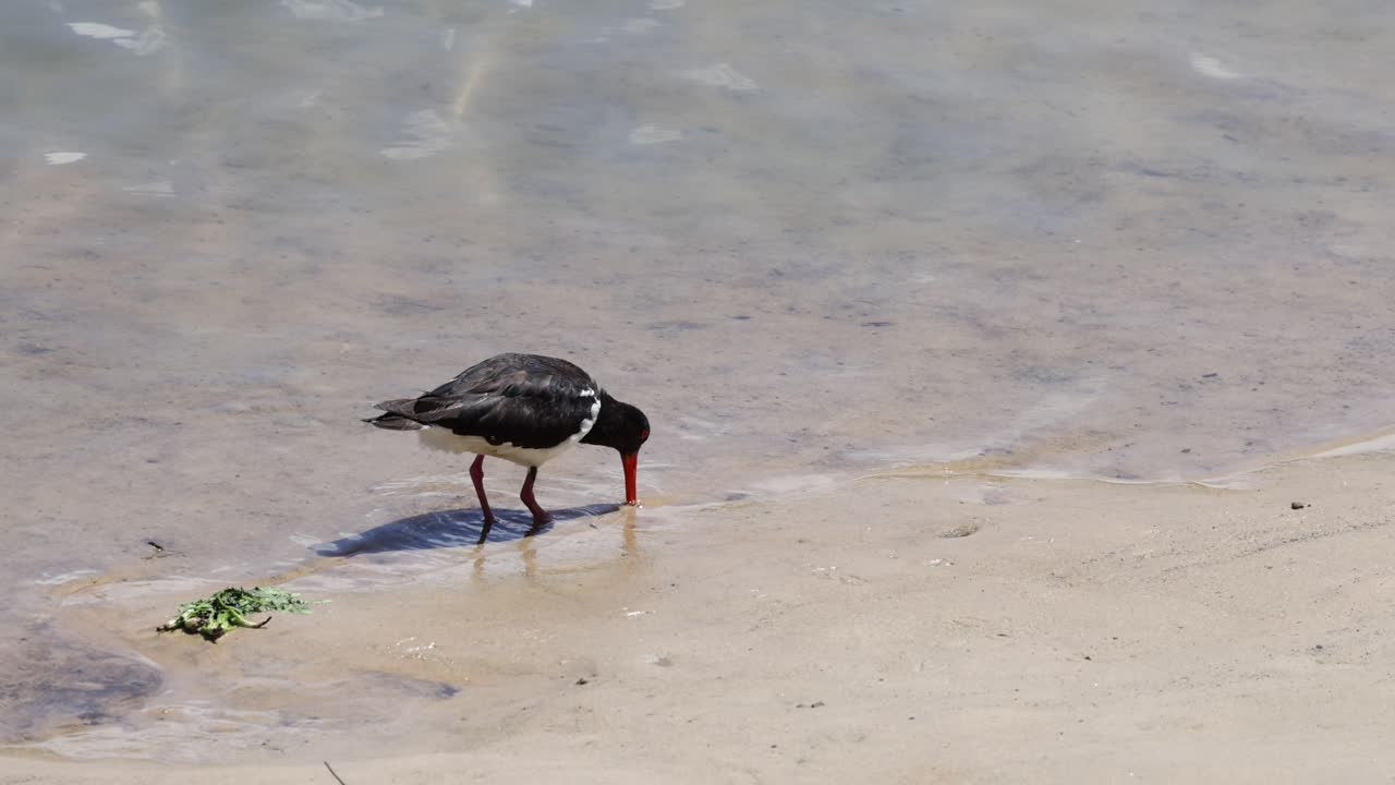 pájaro en busca de comida a lo largo de la costa.