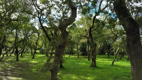 árboles antiguos con troncos retorcidos en carballeira municipal de baio senderismo en españa