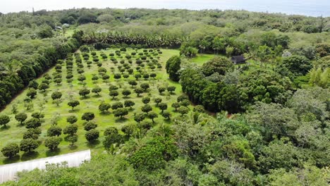 Vista-Aérea-De-Un-Huerto-Hawaiano-Cerca-Del-Océano-Con-árboles-De-Longan-Y-Lichi,-Así-Como-Un-Techo-De-Túnel-De-Plástico