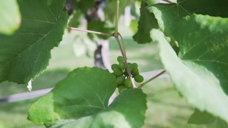 Extreme-close-up-shot-of-fresh-green-grapes-growing-on-a-vine-in-a-vineyard