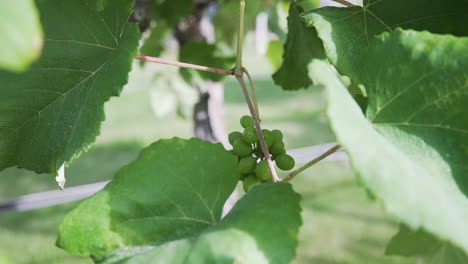 extreme close up shot of fresh green grapes growing on a vine in a vineyard