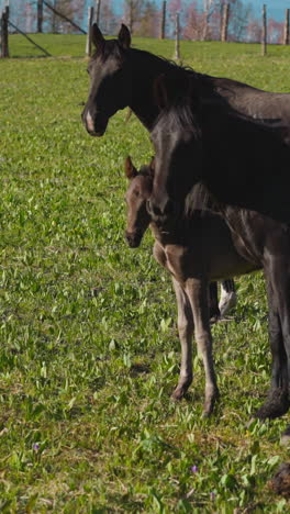 adorable pequeño potro con elegantes padres negros se encuentra en el césped del prado en el gran pastoreo cámara lenta. yegua y semental con cachorro libre deambulando en el rancho