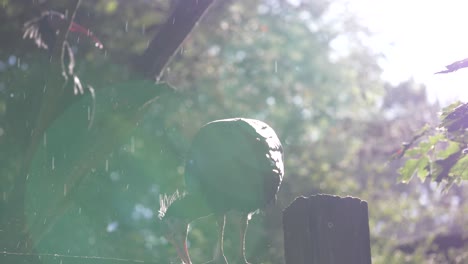 Heremietibis,-Die-Regen-Und-Sonne-Genießt