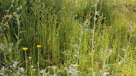 long slow tilt-up from desert marigolds to a field of fiddlerneck fern wildflowers, apache wash, trailhead, sonoran preserve, phoenix, arizona