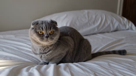 gray scottish fold cat on a white bed