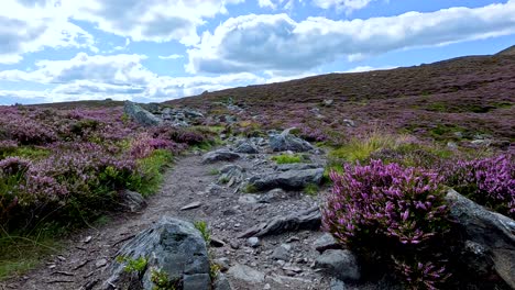 a steady walk along a rocky hillside trail lined with blooming heather under bright, partly cloudy daylight in glen clova, scotland. handheld camera movement