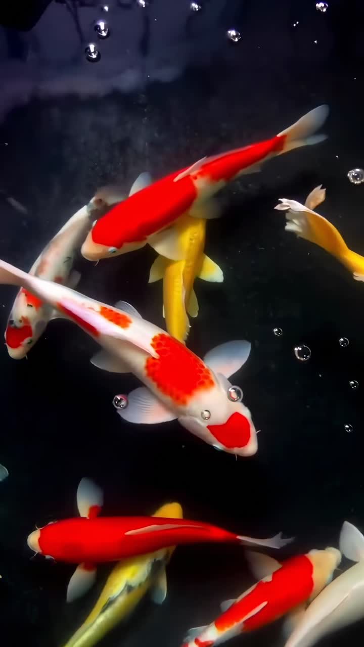 Top-down video view of colorful koi fish swimming gracefully in a dark pond