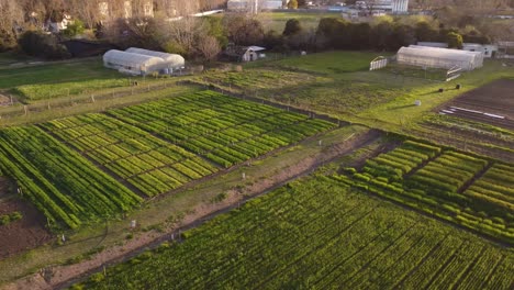 Una-Filmación-Aérea-Dinámica-De-La-Puesta-De-Sol-Sobre-Una-Granja-De-Hortalizas-En-Agronomía,-Buenos-Aires