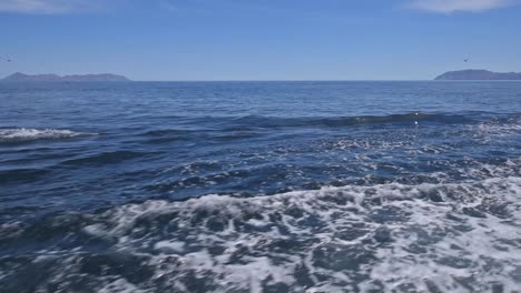 baja dolphins riding a wake and jumping close from boat 1