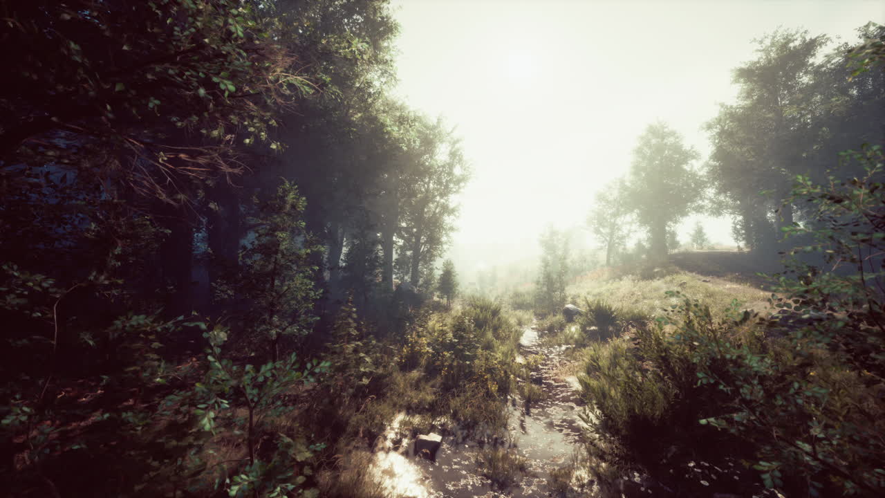 camino de bosque brumoso con la luz del sol que fluye a través de los árboles