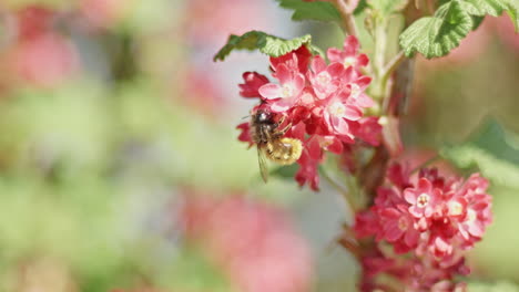 wild bee taking pollen from blossoms of colorful red flowers and takes off