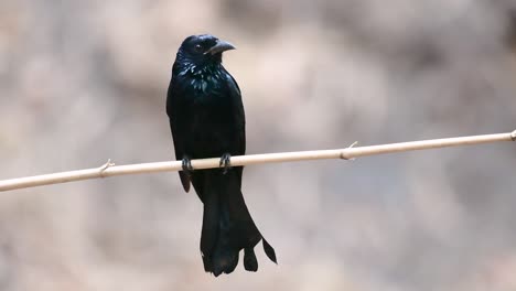 The-Hair-crested-Drongo-or-is-a-bird-in-Asia-from-the-family-Dicruridae-which-was-conspecific-with-Dicrurus-bracteatus-or-Spangled-Drongo-in-which-it-can-be-tricky-to-differentiate-from-each-other