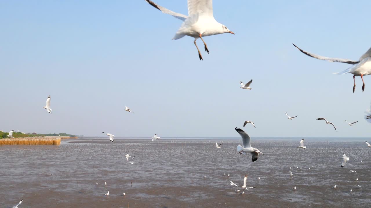 4k of Seagulls circling above the mangrove forest at Bang Pu Samut Prakan , Thailand