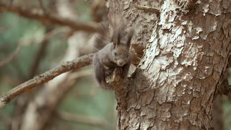 Eurasian-Grey-Squirrel-relaxing-on-a-pine-tree-under-sunlight