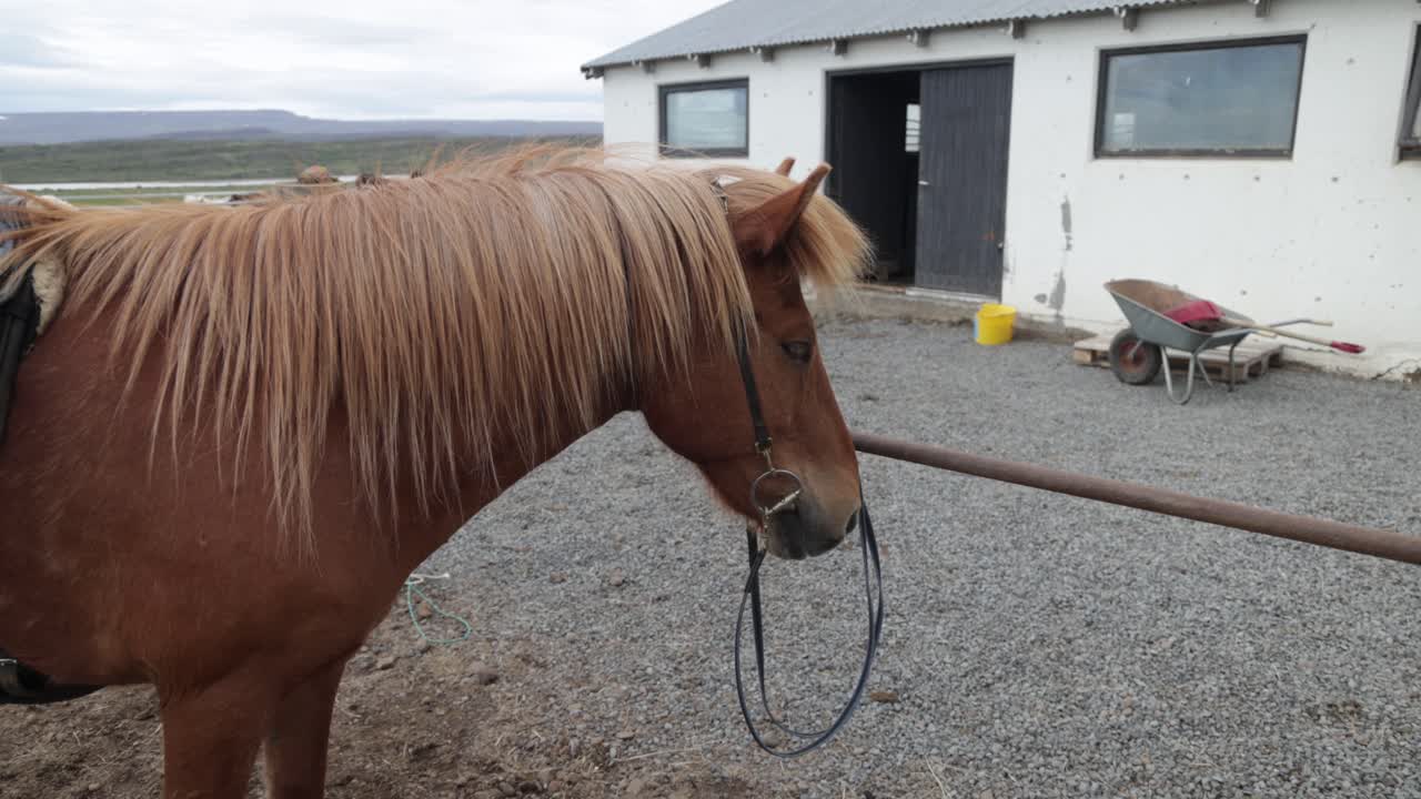 video de caballo islandés marrón con silla de montar y cardán caminando