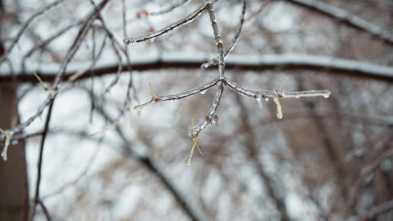 얼음과 작은 건조한 잎으로 인 얼음 나무 가지의 클로즈업, 흐릿한 겨울 배경에 대한 복잡한 얼어붙은 세부 사항과 텍스처를 보여줍니다.
