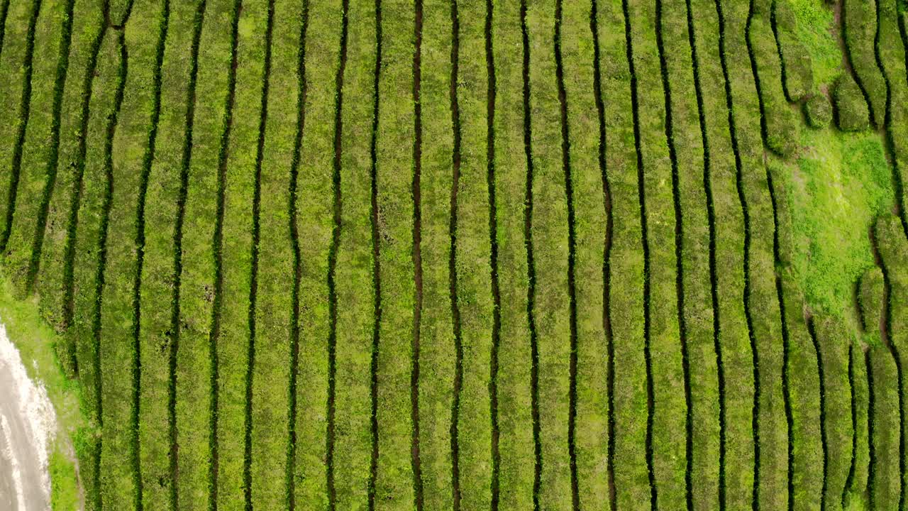 Volo aereo sulle terrazze di piantagioni di tè di Cha Gorreana, Azzorre