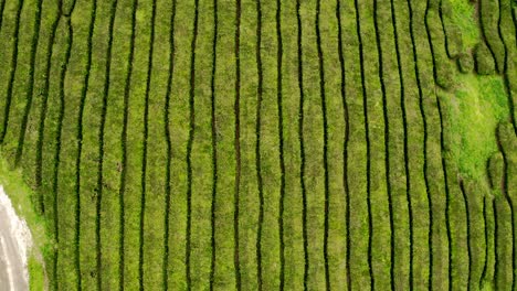 Overhead-flyover-of-tea-plantation-terraces-of-Cha-Gorreana,-Azores