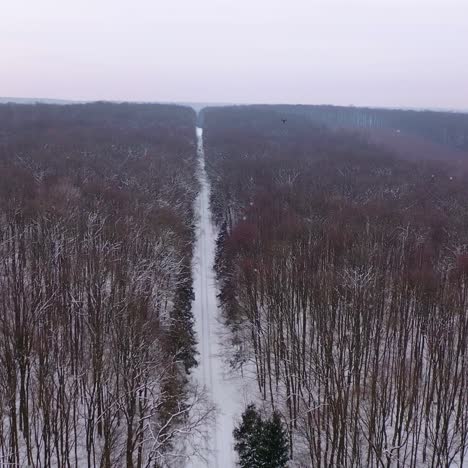 Woodland in winter. Brown trees without leaves in snowy weather. Beautiful forest in winter. Aerial view. Motion back