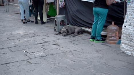 Grauer-Hund,-Der-Auf-Der-Straße-Auf-Dem-Boden-Ruht