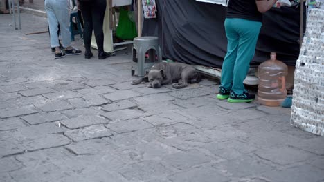 perro gris descansando en el suelo en la calle