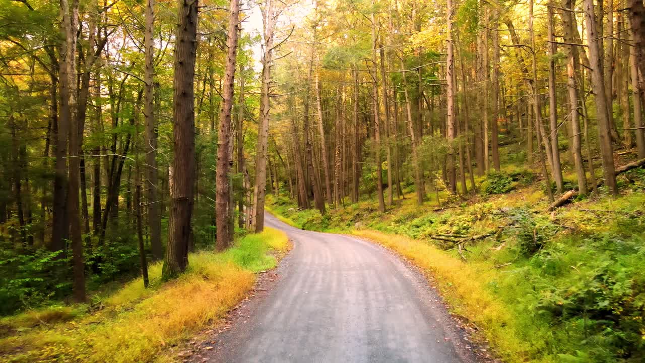 Drone footage of a beautiful old road through an ancient, magical autumn forest with beautiful light and tall trees in the Appalachian mountains