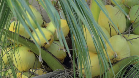 cocos en las palmeras