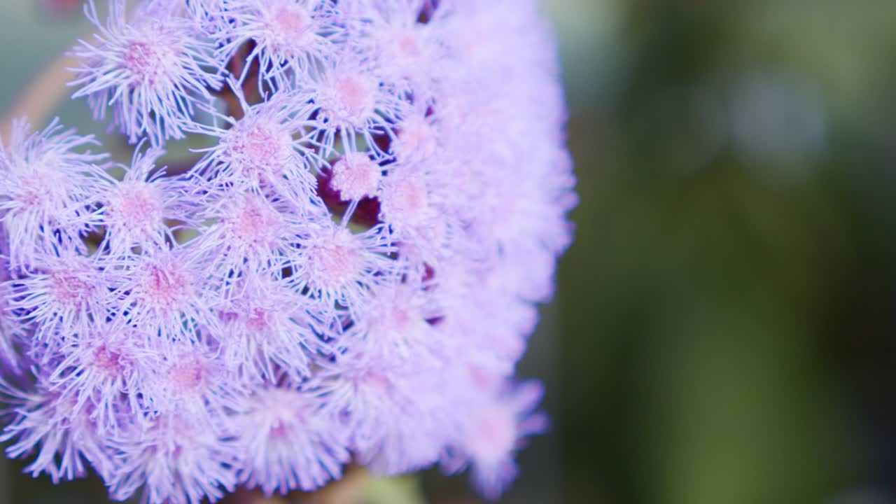 식물원 알리움 라일락에서 보라색 꽃의 클로즈업 샷