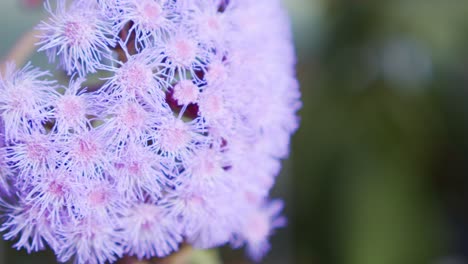 close up shot of purple flower in botanical garden allium lilac