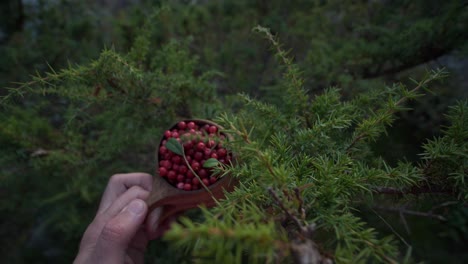 Toma-Pov-De-Arándanos-Rojos-Recolectados-En-Un-Bosque-De-Pinos-Boreales-En-Finlandia