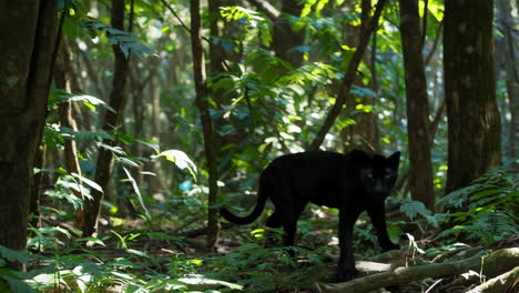 black panther in tropical rainforest