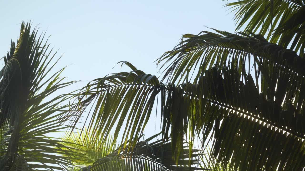 cerca de hojas de coco meciéndose suavemente en el viento con el cielo azul de fondo