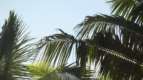 Close up of coconut leaves swaying gentle in wind with blue sky in background