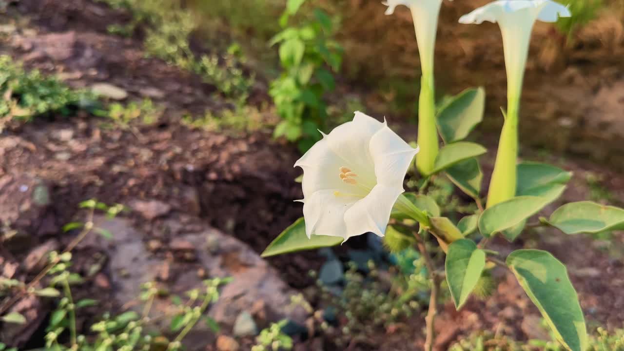 Datura metel flower stands gracefully by the roadside, its white petals glowing in the soft morning sunlight — a symbol of purity and resilience amid rugged surroundings