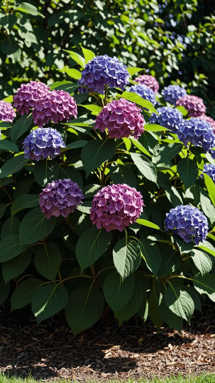 A vibrant video captures purple and pink hydrangeas in a garden