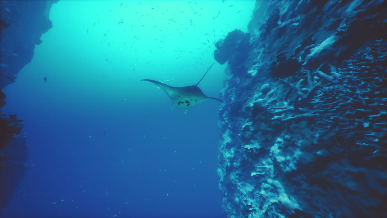 manta ray nadando cerca de un arrecife de coral