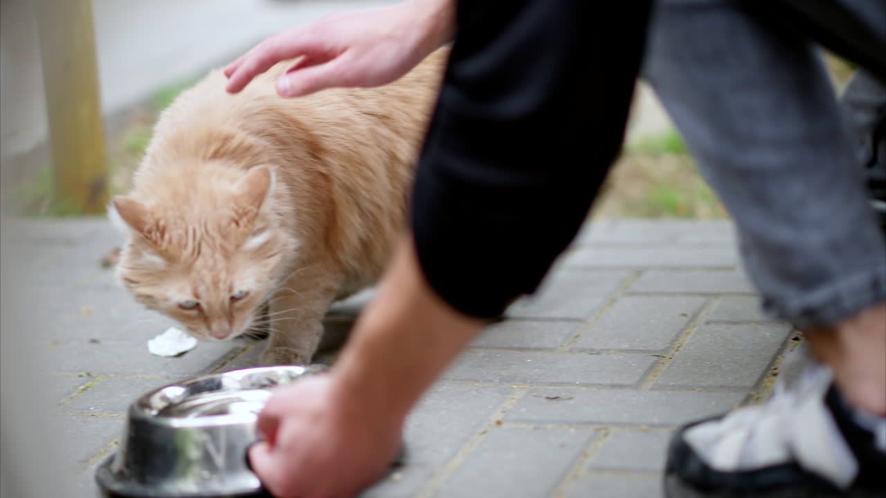 Woman giving water to a ginger cat on the street