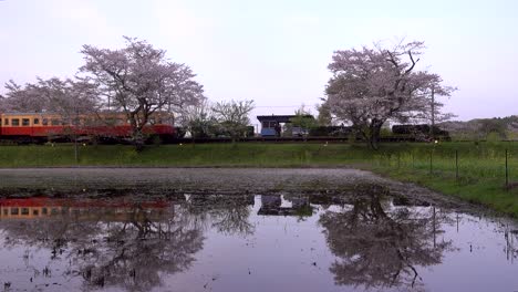 red and yellow train driving into rural train station with sakura trees
