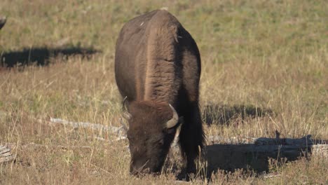 bull bison grazing in pasture of yellowstone national park usa