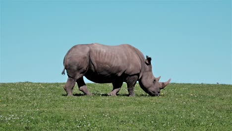 rhino walking on a green field