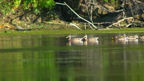 Row-of-ducks-swimming-into-pond-with-duckweed,-panning