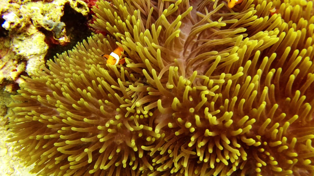 Quindi è qui che Nemo scompare.