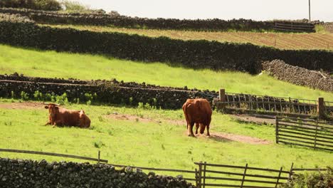 cows resting and grazing on the field in terceira island, azores, portugal